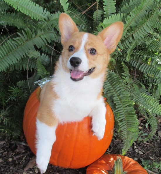 Dog in Pumpkin