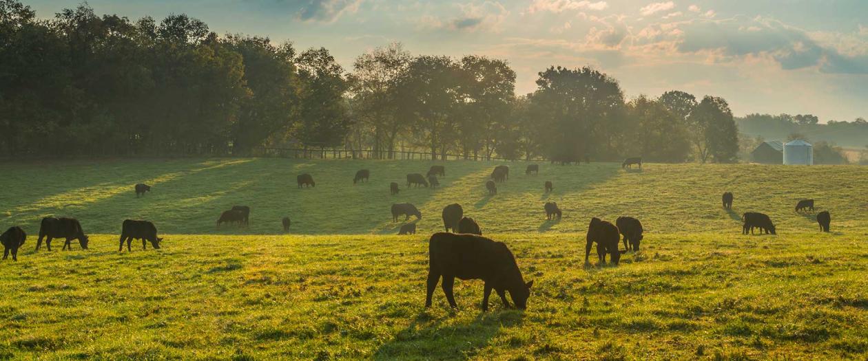 cattle grazing on green field at sunrise